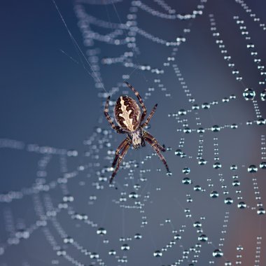 Spider on a web clipart