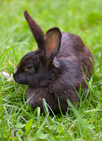 緑の草にウサギ — ストック写真