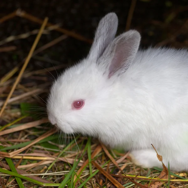 Młody biały królik — Zdjęcie stockowe