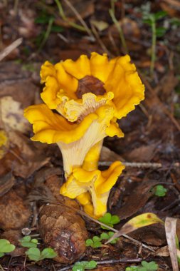 Sarı chanterelles