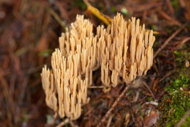 Ramaria aurea