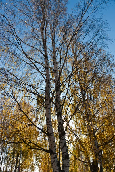 Sonbahar ağaç — Stok fotoğraf