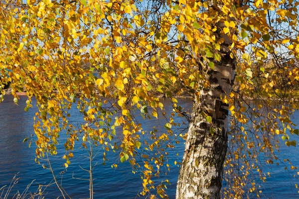 Abedul de otoño — Foto de Stock