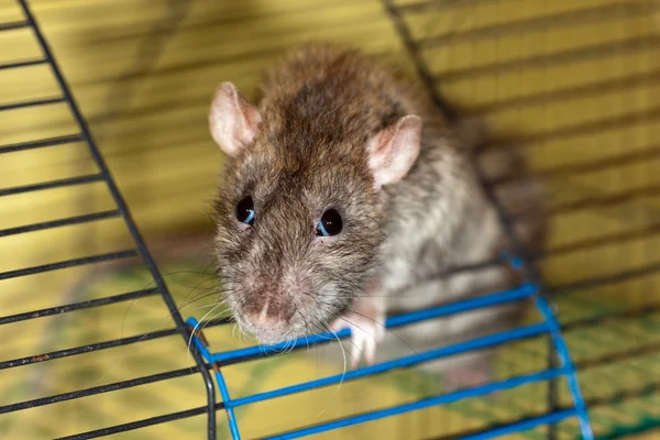 Rato castanho — Fotografia de Stock