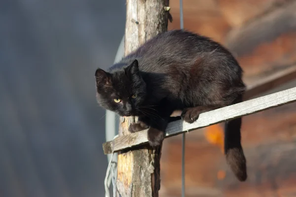 Black domestic cat — Stock Photo, Image
