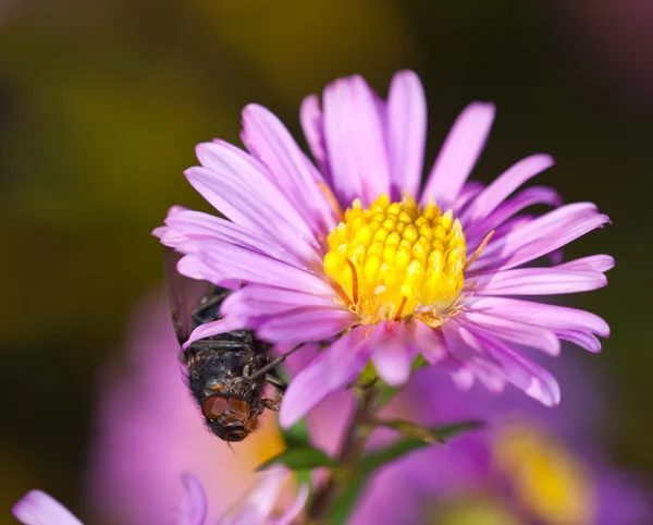 På jakt efter nektar — Stockfoto