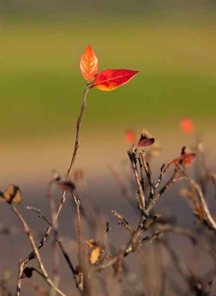 Last red leaves — Stock Photo, Image