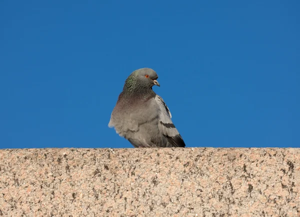Taube auf einer Steinmauer — Stockfoto