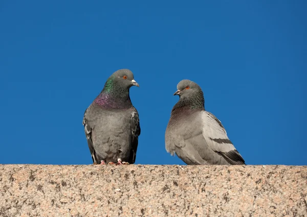 Zwei Tauben — Stockfoto