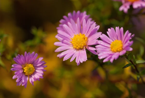 Фіолетовий хризантем — стокове фото