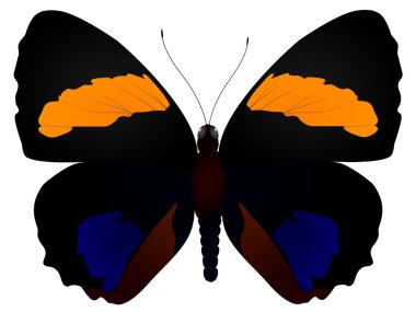 Vector butterfly clipart