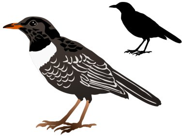 Vector image of the blackbird clipart