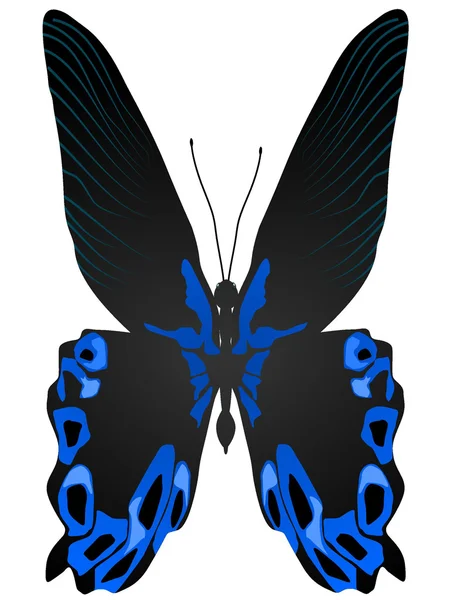 Hermosa mariposa vector — Archivo Imágenes Vectoriales
