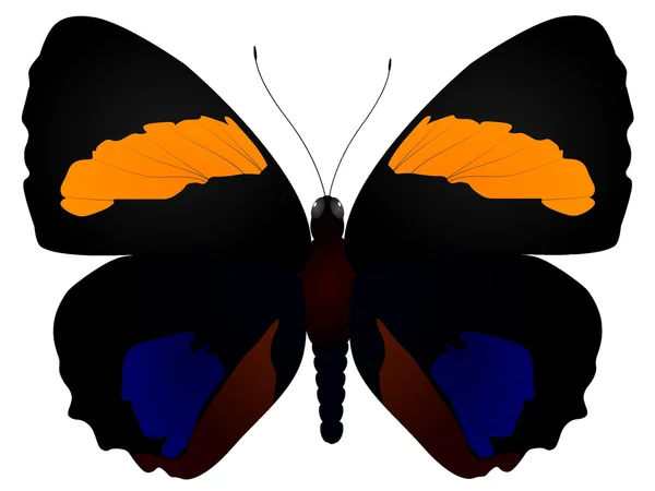 Vektorové motýl — Stockový vektor
