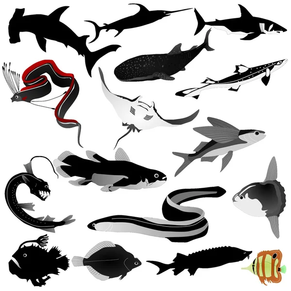 Stock vector Collection of vector images of fishes