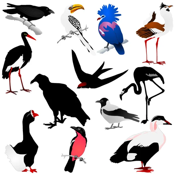 Insamling av vektorbilder av fåglar — Stock vektor