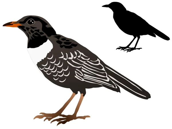 Vektorbild av blackbird — Stock vektor