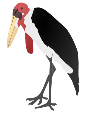 Vector illustration of a marabou clipart