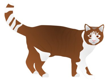 vektör yerli kedi