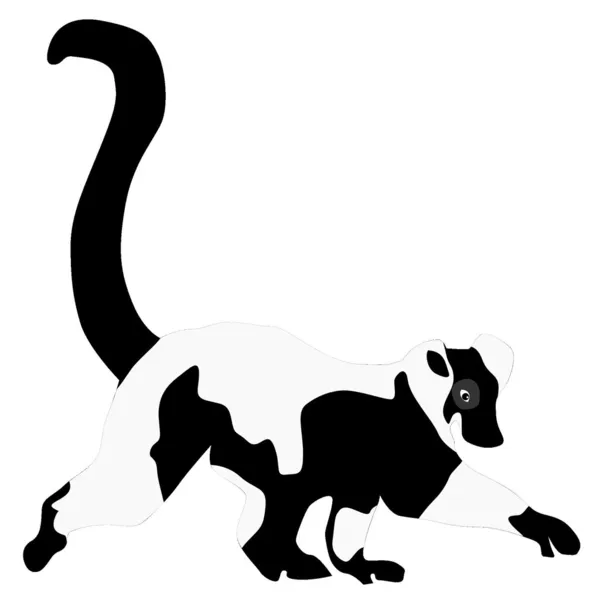 Vektorillustration des Lemurs — Stockvektor