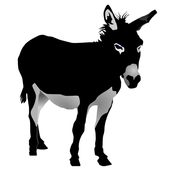 Vectores burro — Vector de stock