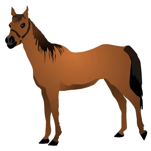Vector image of a horse — Stock Vector