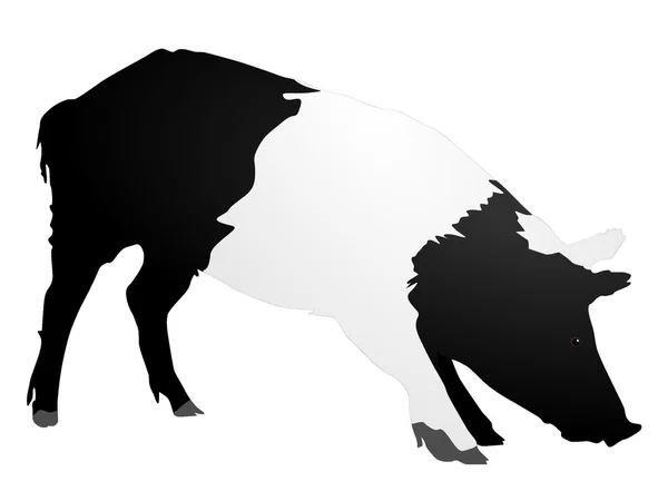 Porco vectorial —  Vetores de Stock