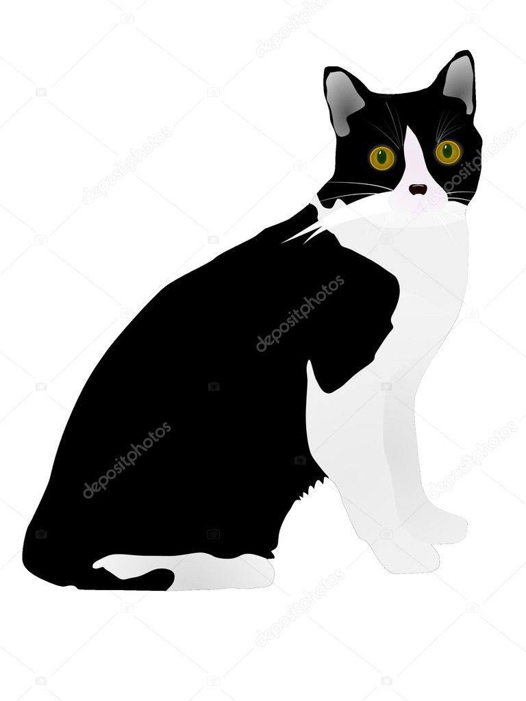 Vector black cat