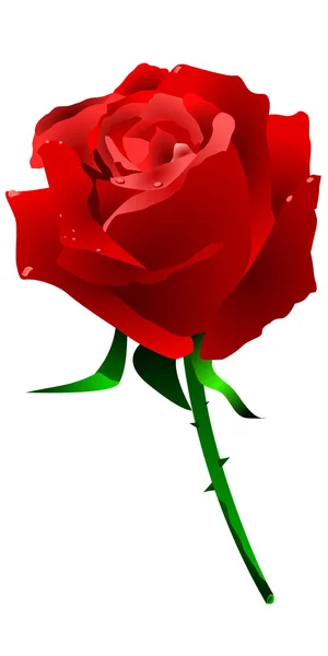 stock vector Red rose