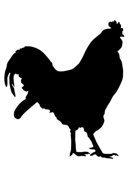 Vector silhouette of a rooster — Stock Vector
