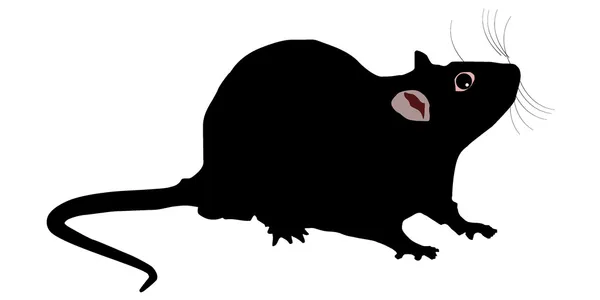 Vector illustration of a rat — Stock Vector