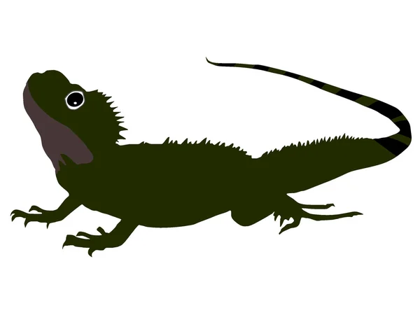 Salamander — Stockvektor