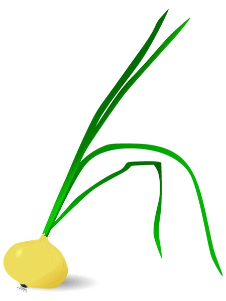 Ilustración vectorial de cebolla — Vector de stock