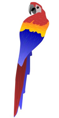 Vector illustration of parrot clipart