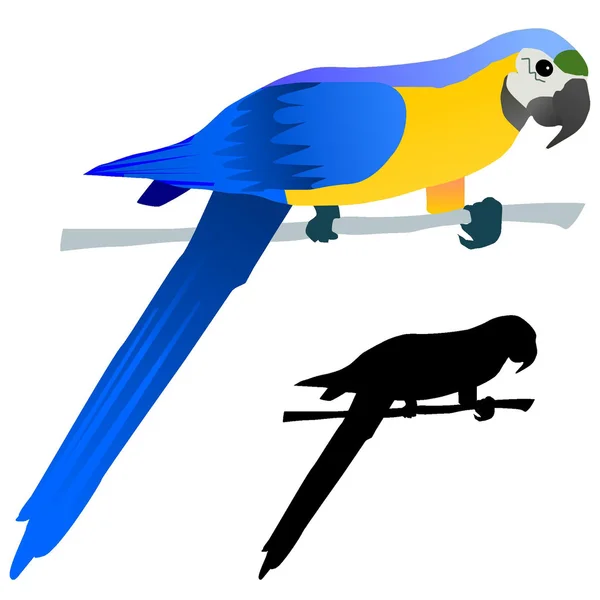 Vektorzeichnung Papagei — Stockvektor