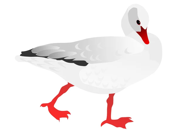 Dessin vectoriel de l'oie blanche — Image vectorielle