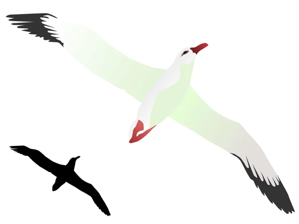 Albatros çizim vektör — Stok Vektör