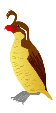 Vector image of crested aukle clipart