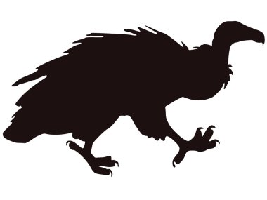 Vector image of griffon vulture clipart