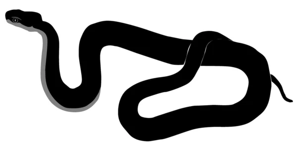 矢量图像的高加索毒蛇 — 图库矢量图片