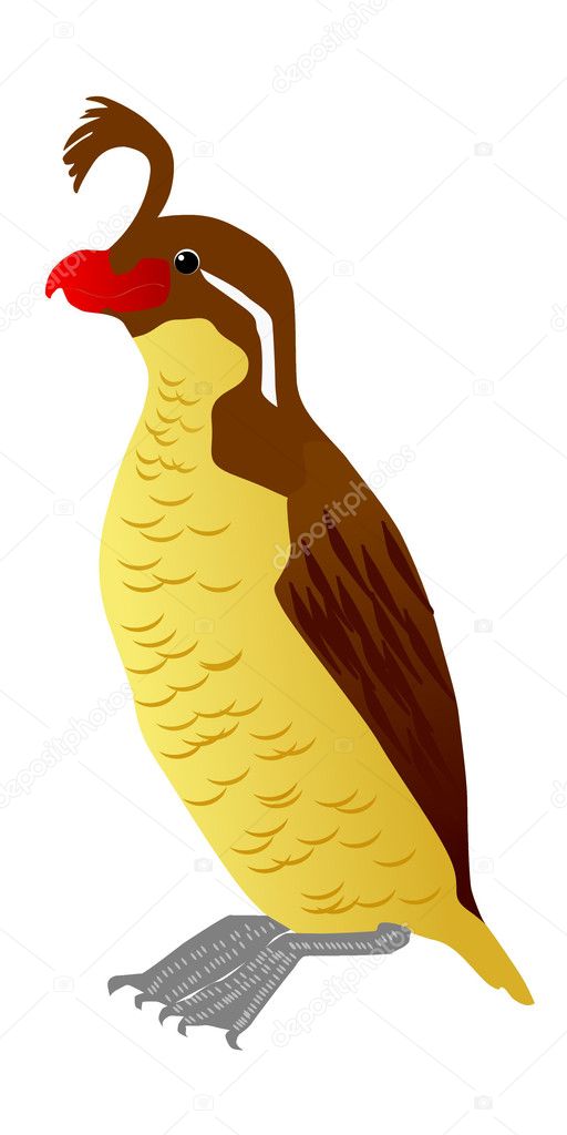 Vector image of crested aukle
