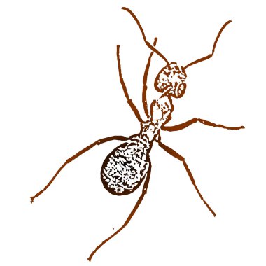 Vector image of a ant clipart