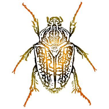 Vector artwork a beetle clipart