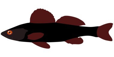 Volga zander. vector clipart