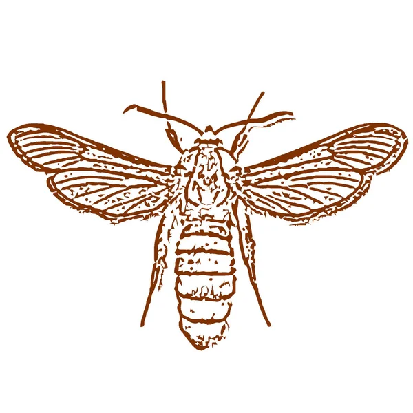 Vektorillustration eines Käfers — Stockvektor