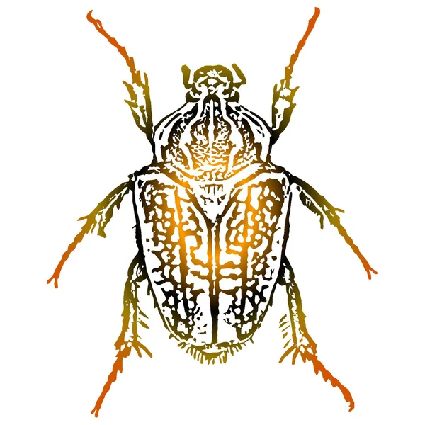 Arte vectorial un escarabajo — Vector de stock