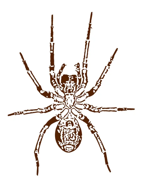 Vectorafbeelding van een spin — Stockvector