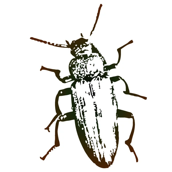 Vector artwork will a beetle — Stock Vector