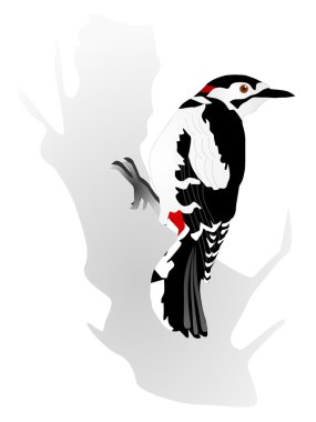 Vectors woodpecker clipart