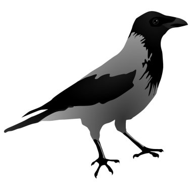 Vectors Raven clipart